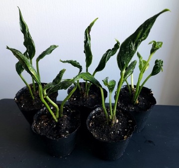 Epipremnum godzilla Green Javelin sadzonka