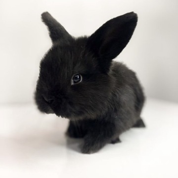 Mini Lop black samiec