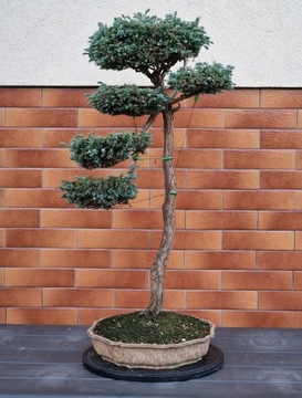 Cyprys bonsai prowadzony od 2018 roku