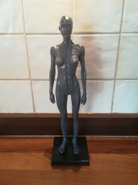 Statuetka do nauki anatomii 30 cm 
