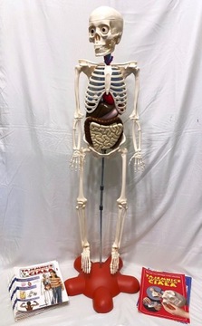 Tajemnice ludzkiego ciała - szkielet do montażu
