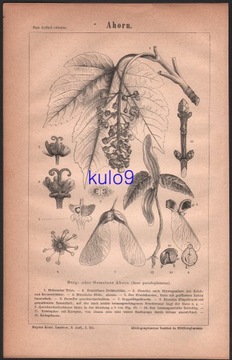 DRZEWA KLON litografia z 1874 roku ORYGINAŁ