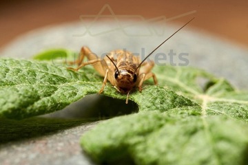 świerszcze domowe (Acheta Domesticus)