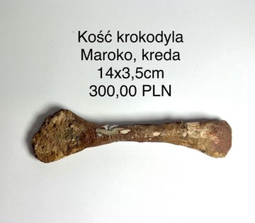 Skamieniałość: kość krokodyla, Maroko