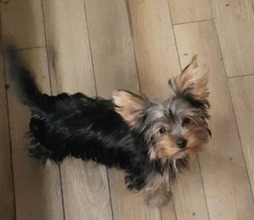 Yorkshire terrier , York , suczka 