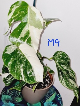 Monstera variegata half-moon 