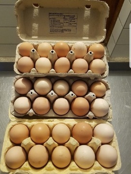 Swojskie jajka 10szt 