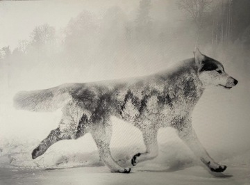 Obraz Styler Canvas Nordic Wolf, 75x100 cm OPIS