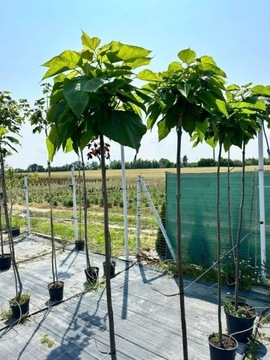 KATALPA catalpa na pniu 120 cm-170 cm 