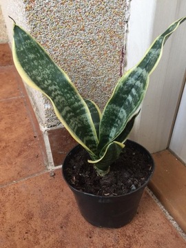 Sansewieria superba sansevieria