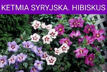 Ketmia Syryjska. Hibiskus. Sadzonka