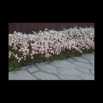 Skalnica Aredsa Saxifraga × arendsi