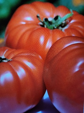 Sadzonki pomidora Malinowy Olbrzym
