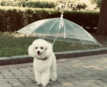Parasol dla psa z wbudowaną smyczą
