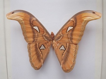 Motyl Attacus Duży