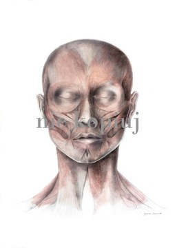 Plakat anatomiczny mięśnie twarzy en face 25x40