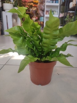 Paproć Asplenium 