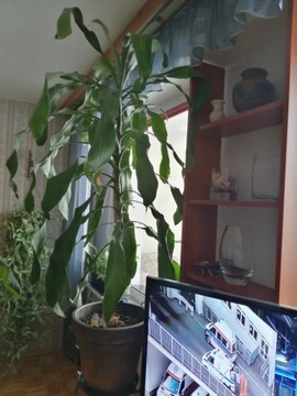 Dracena roślina doniczkowa