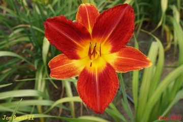 Hemerocallis / Liliowiec: Jan Paweł II