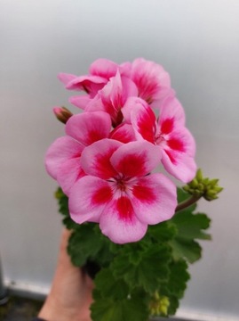 Pelargonia zonale- róż z plamką- stojącą 