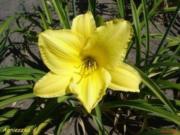 Hemerocallis / Liliowiec: Agnieszka