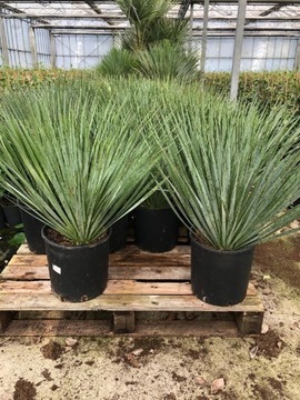 Yucca rostrata jukka doniczka 10l