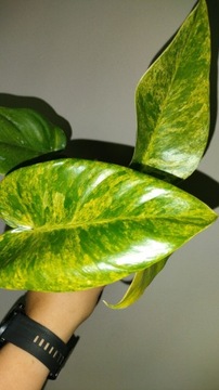 Philodendron Giganteum Variegata 