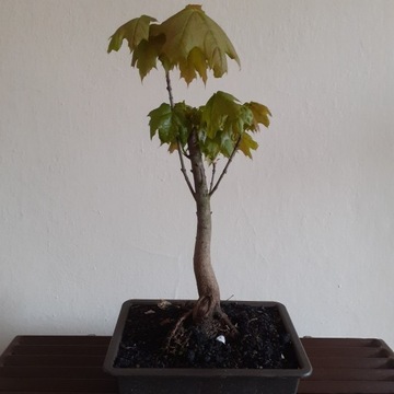 bonsai jawor klon