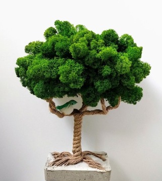 Drzewko Szczęścia Mech Chrobotek Bonsai