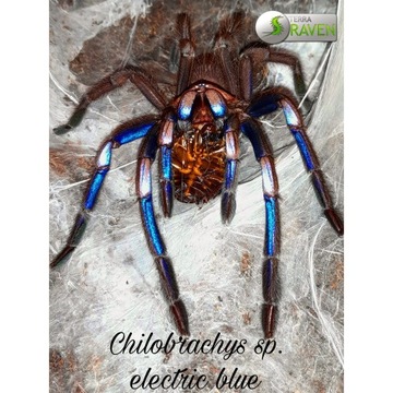 Chilobrachys Electric blue SUPER CENA