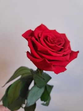 Wieczna róża żywa stabilizowana prezent