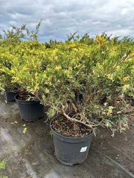 JAŁOWIEC SABIŃSKI - VARIEGATA - Juniperus sabina