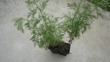 Boże drzewko-bylica( Herba Abrotani) sadzonka 