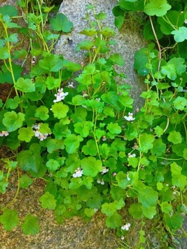 Cymbalaria murowa