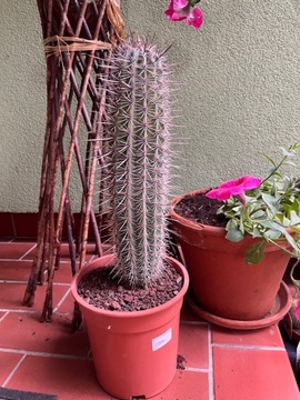Kaktus XXL pachycereus 60 cm