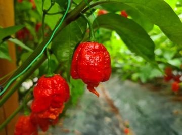 Papryka Carolina Reaper Red ŚWIEŻA Hot Chilli 50g