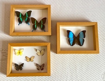 Motyle + drewniane gablotki z IKEA 3 szt./ komplet