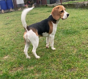 8-miesięczny Beagle z metryczką oddam w dobre ręce