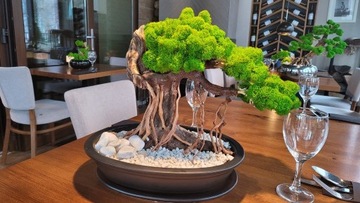 Drzewko bonsai z chrobotka