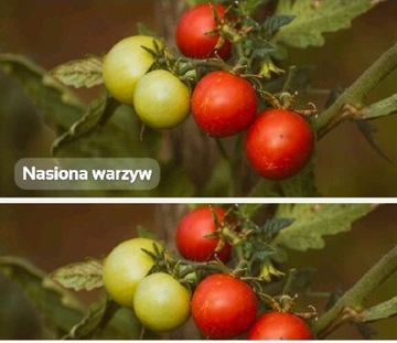 Nasiona warzyw, kwiatów, ziół 