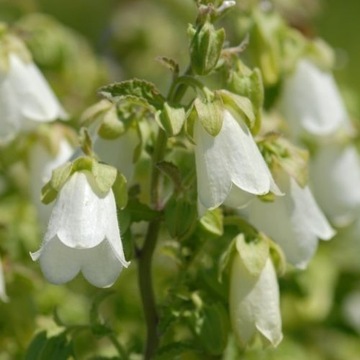 Zrostka zwisła / Symphyandra pendula