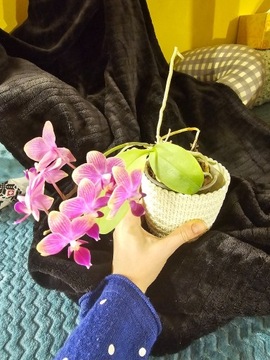 Mini Phalaenopsis