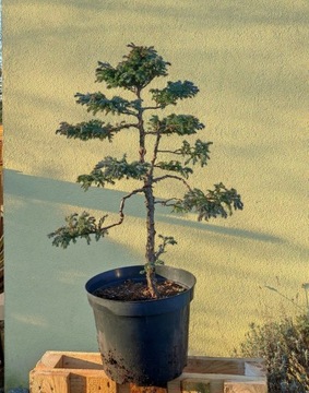 Cyprysik groszkowy Bulevard formow. na wzór Bonsai