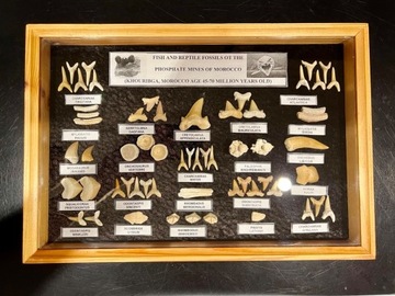 REKINY - wielka kolekcja skamieniałości w ramce!