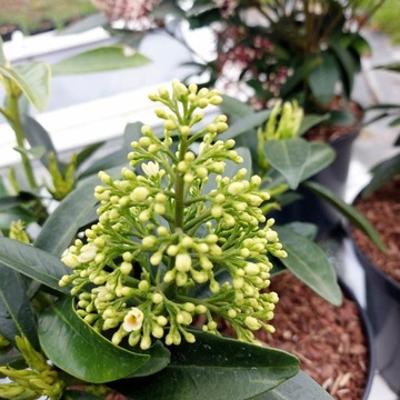 Skimmia japońska  fragrant cloud