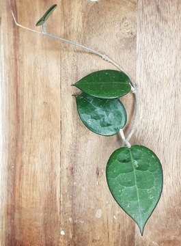 Hoya parasitica Black Margin - cięta sadzonka 