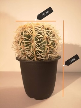 Kaktus sztuczny kwiat 