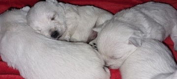 West Highland White Terrier -  szczeniaki 