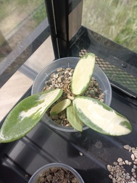 Hoya acuta variegata