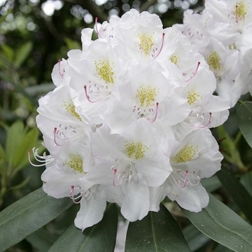 RÓŻANECZNIK 'Eskimo' | Rhododendron